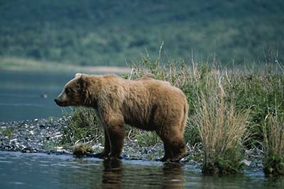 Alaskan brown bear