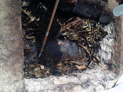 After the final exercise the SF and SFGp members celebrated by having a luau. The pig was slow cooked in the ground.