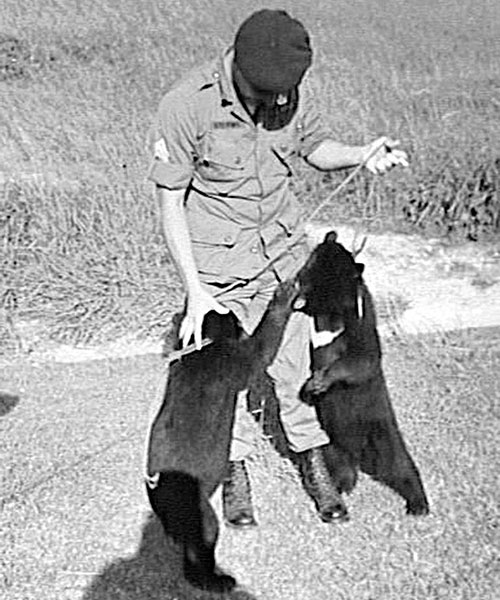 The Malaysian Sun Bears A-312 had to bring back to Vietnam. The bears are not cubs, they are fully-grown.