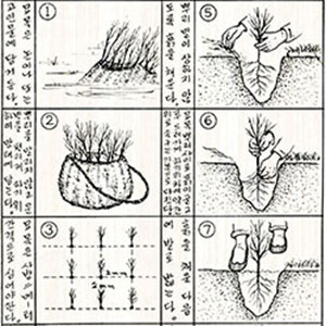 Just like it was with UNCACK, assisting agricultural programs was a core mission of KCAC. This insert from a KCAC-printed newspaper explains the proper method of planting.