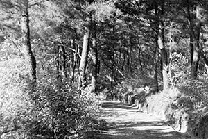 Dirt roads connected the training and cantonment  areas of the former Japanese Army facility on thickly-forested Yong-do.